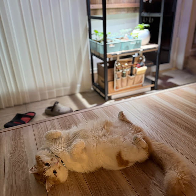 yutaさんの実例写真