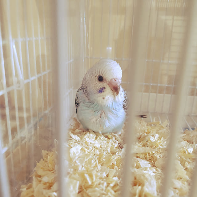 hiroko131さんの実例写真