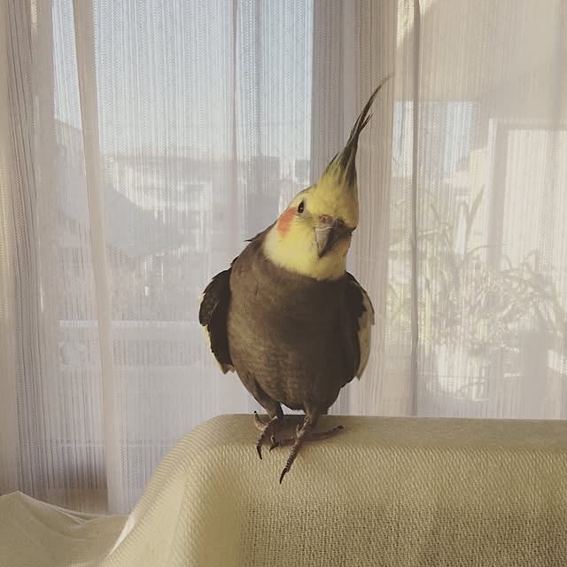 Colineさんの実例写真