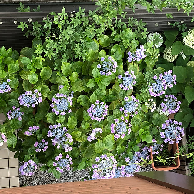CoffeeHouseさんの部屋