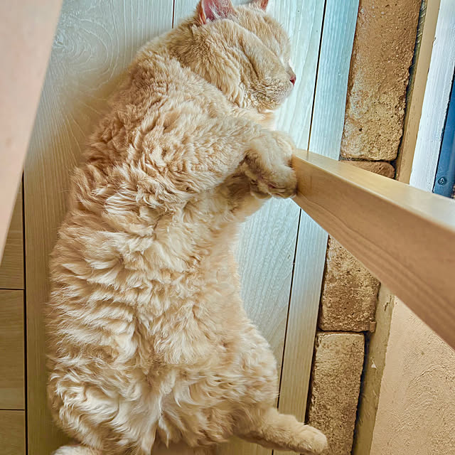 naokoさんの実例写真