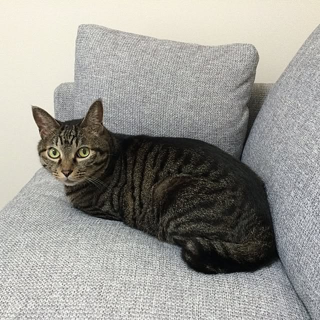 pippiさんの実例写真