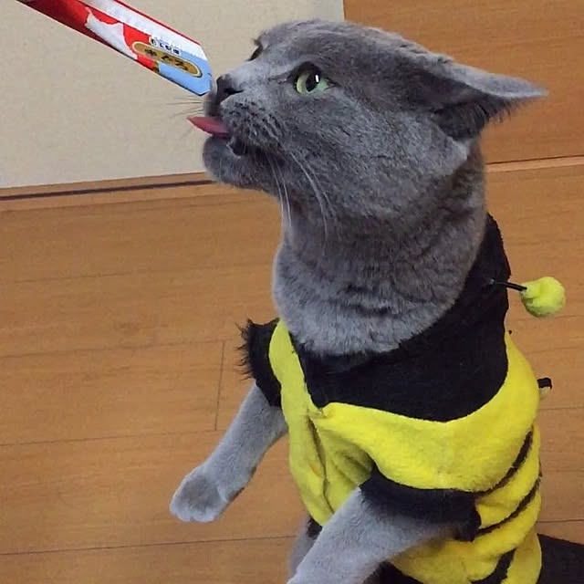 akatoviraさんの実例写真