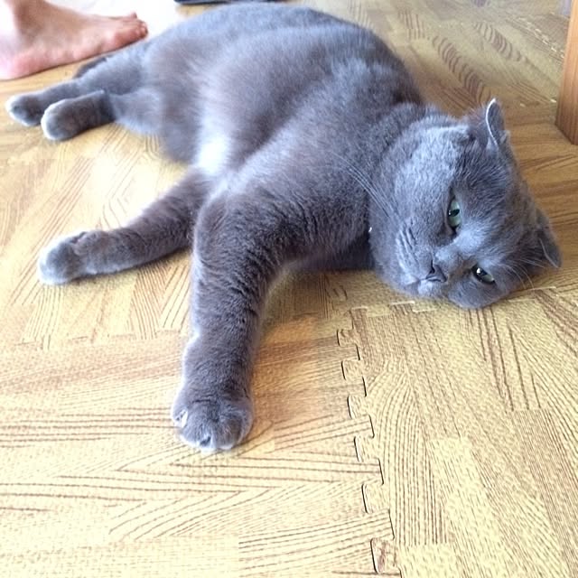 torinokoさんの実例写真