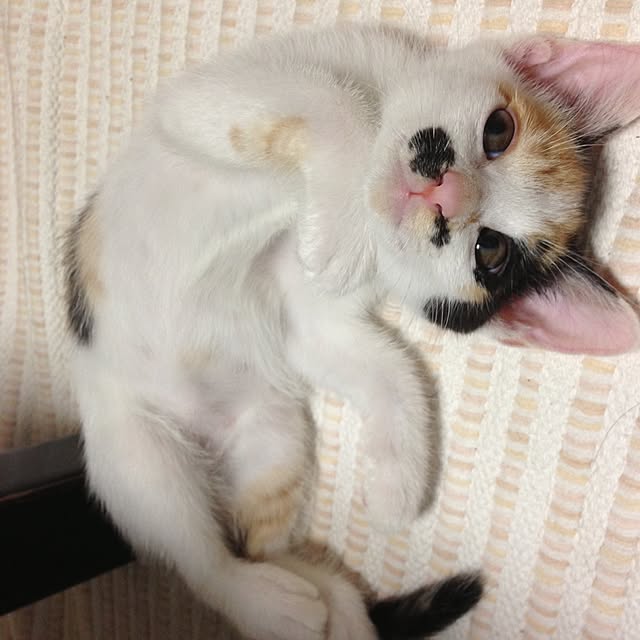 Kinanさんの実例写真