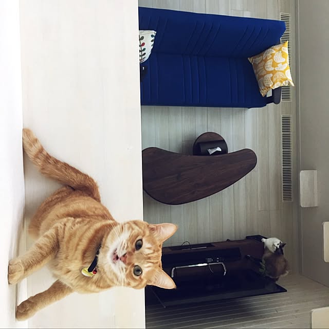 Leoさんの実例写真