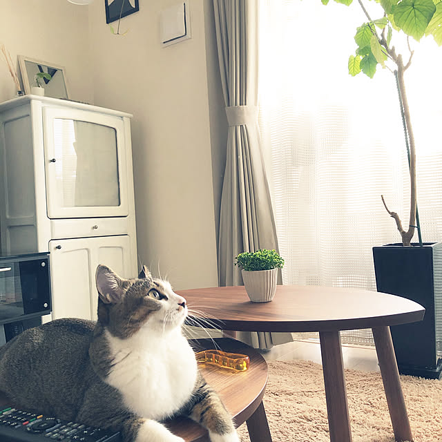 nekomiさんの実例写真