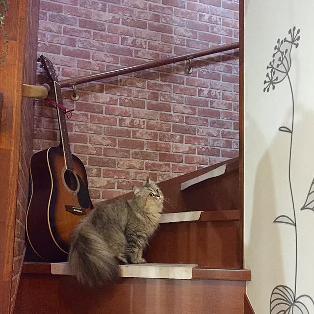 butachanさんの実例写真