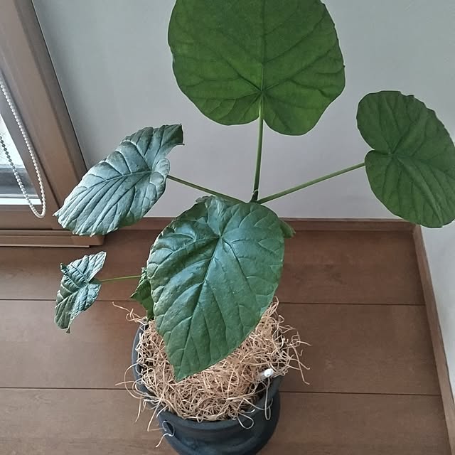 sakiさんの部屋