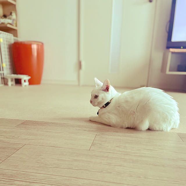 Maiさんの部屋