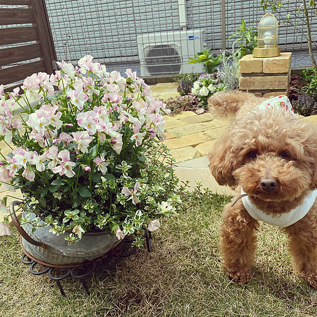 bell.kloさんの実例写真