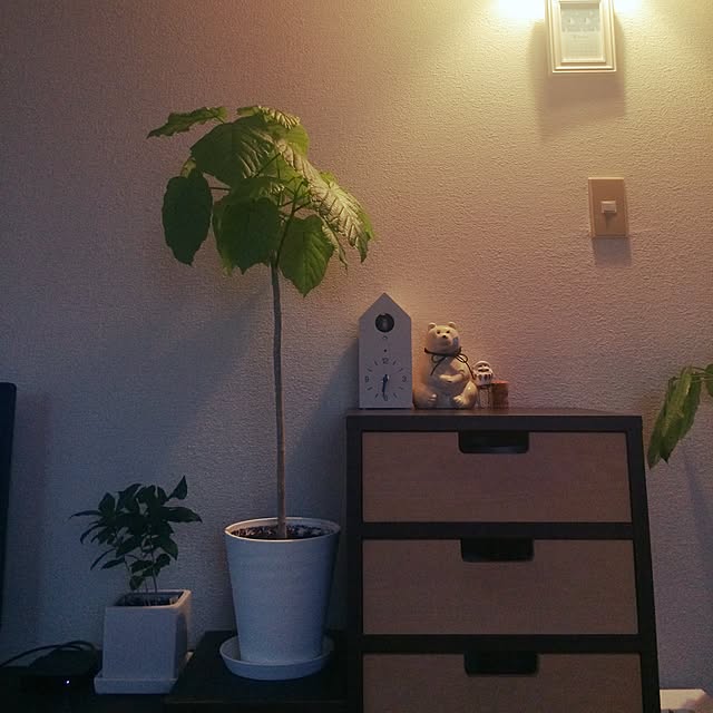 chamaruさんの実例写真