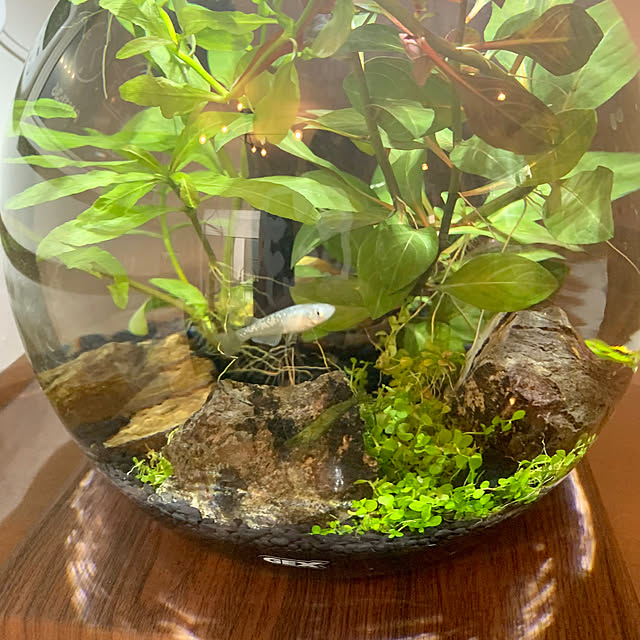 Minteaさんの部屋