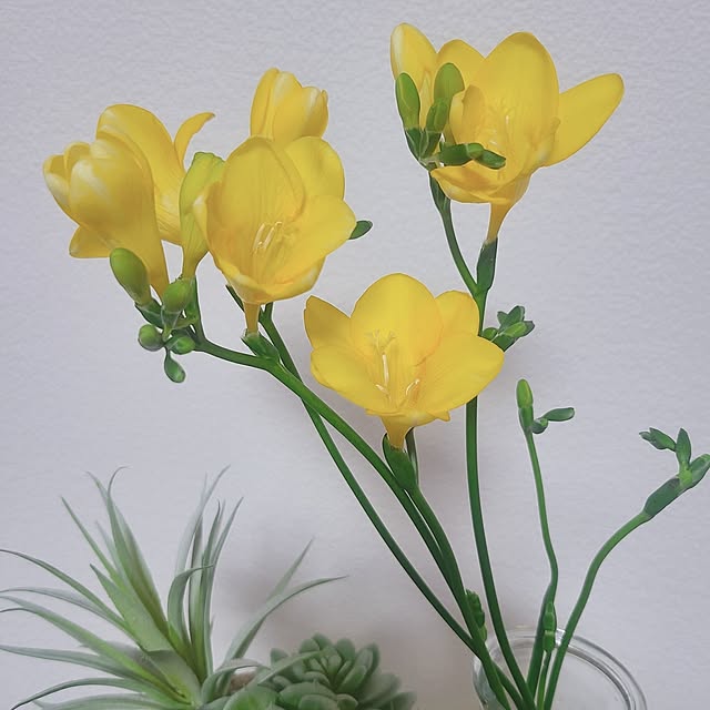 yuukaringoさんの実例写真