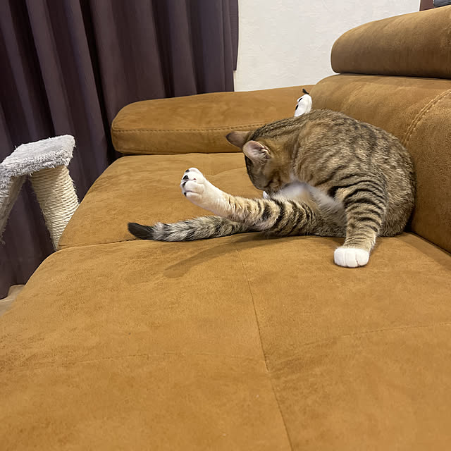 manekinekoさんの実例写真