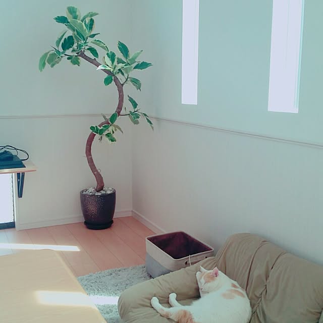 chaanさんの実例写真