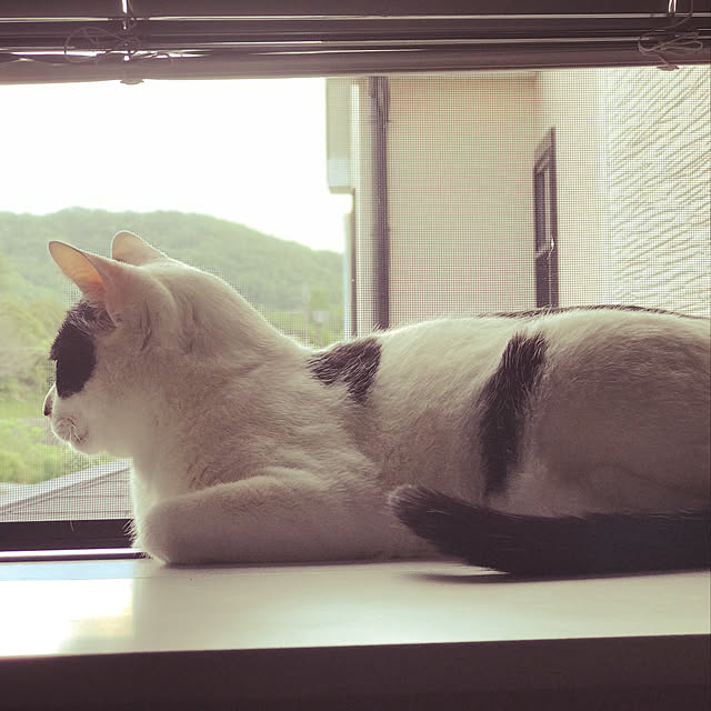 taniku.nyankoさんの実例写真