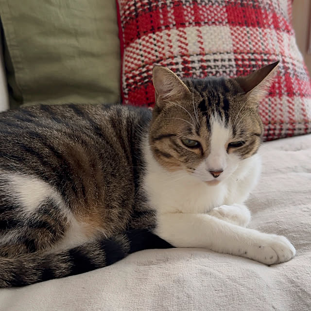 kokkomachaさんの部屋