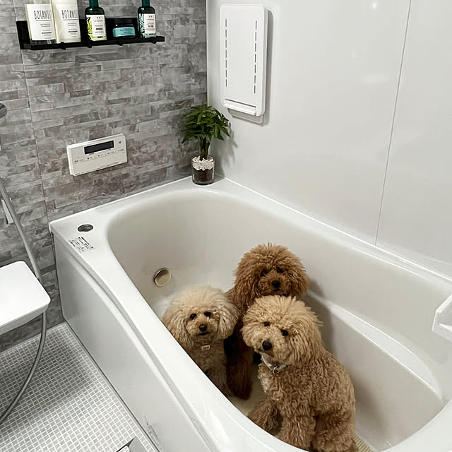lovelovepoodleさんの実例写真