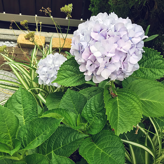 シンプルにすっきりと暮らす/植物のある暮らし/一番好きな場所/いやしの空間/庭...などのインテリア実例 - 2020-06-28 22:20:36