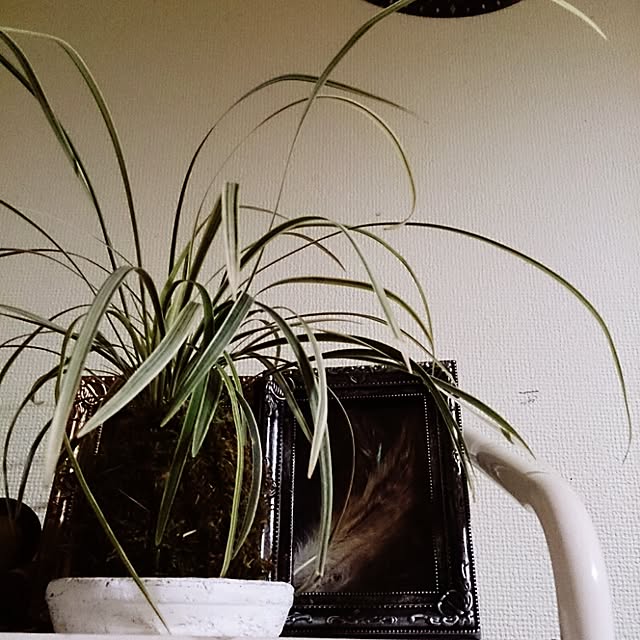 mikaさんの実例写真