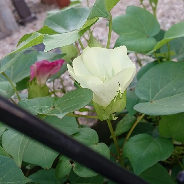 puthi.raion0719さんの実例写真
