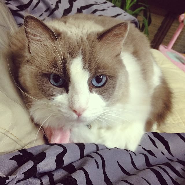 yumikoさんの実例写真