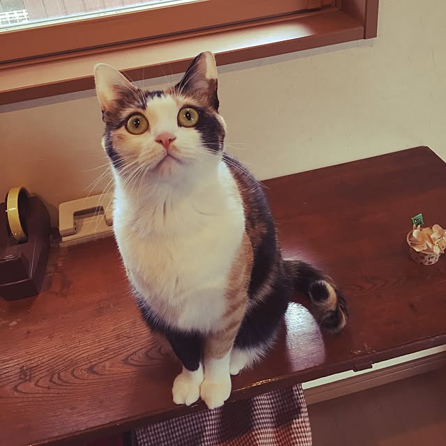 mayugonさんの実例写真