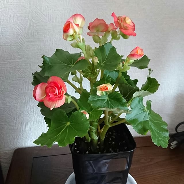 DoDさんの実例写真