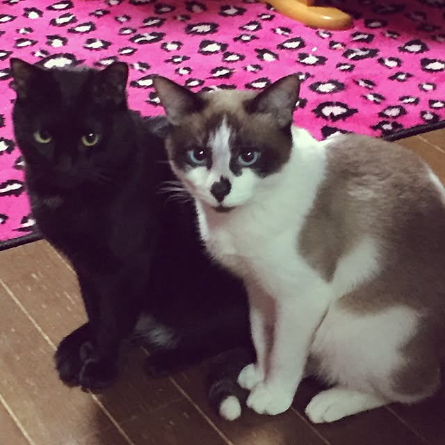 vivienne.coco-keiさんの実例写真