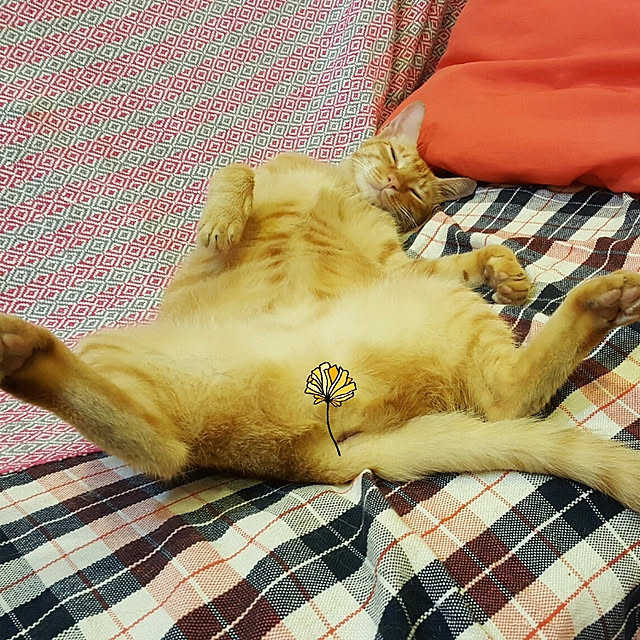 CinqinTWさんの実例写真