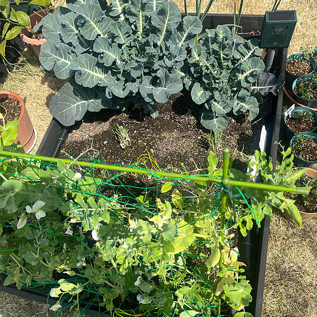 Virolさんの部屋