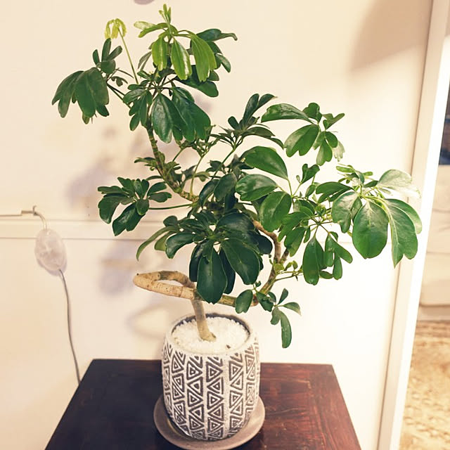 coco.Apartmanさんの実例写真