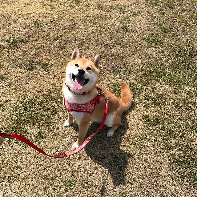 ronmaruさんの実例写真