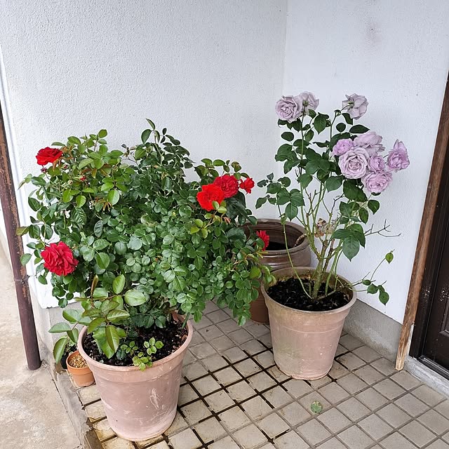 sumimarumiさんの部屋