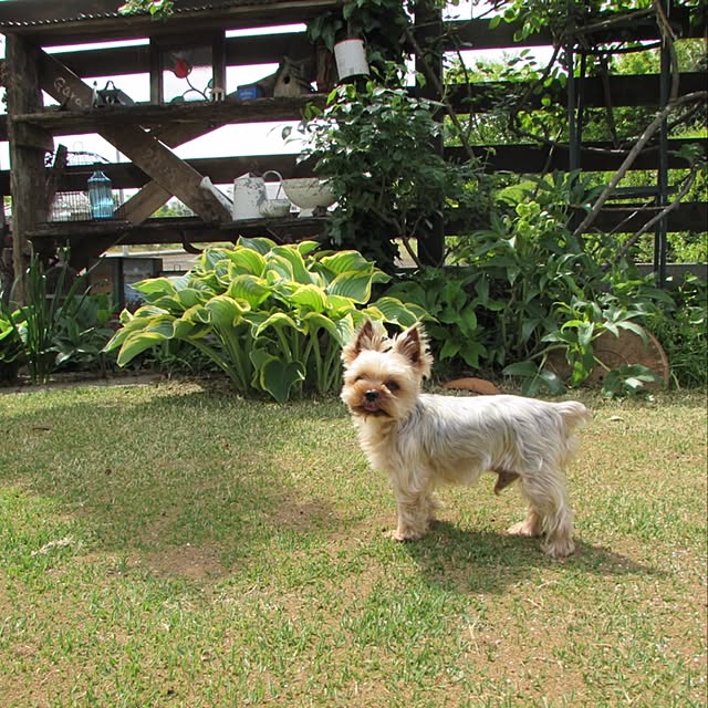 misacoさんの実例写真