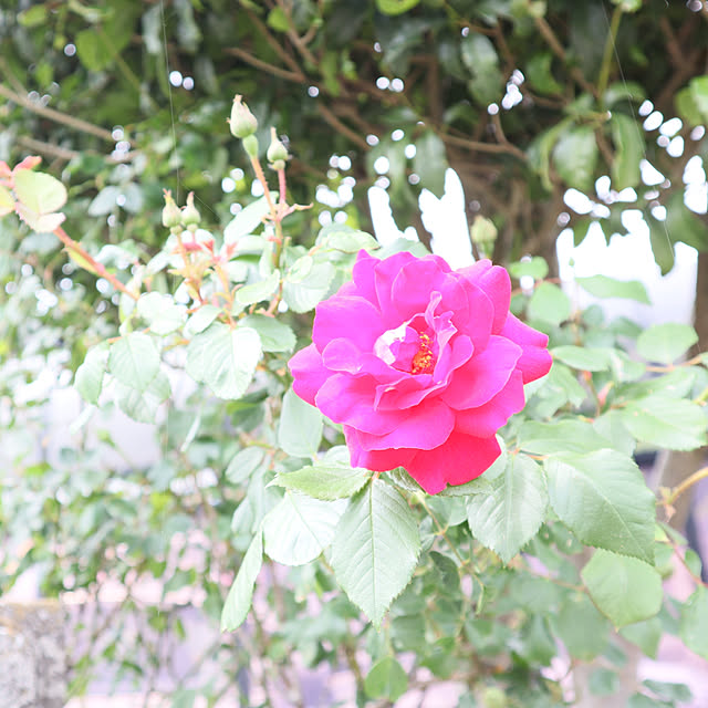 S.homeさんの実例写真