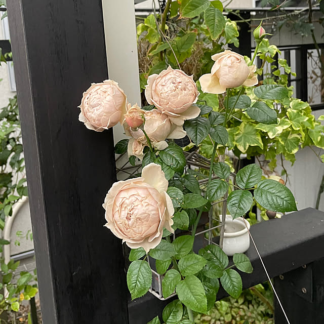 shiropenguinさんの実例写真