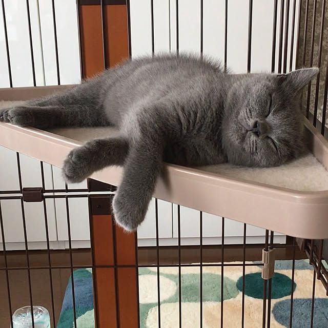 kittyさんの実例写真