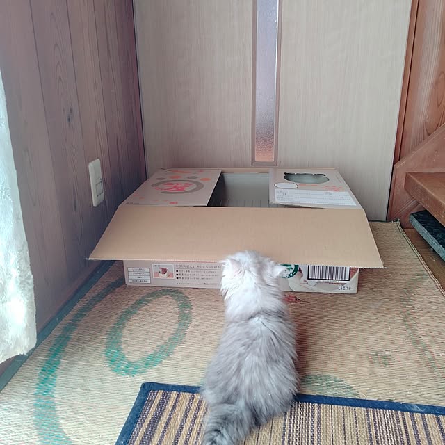 makaronさんの部屋