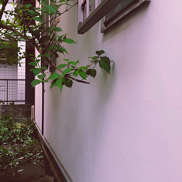 chacoさんの実例写真