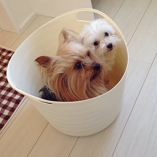 cheeさんの実例写真