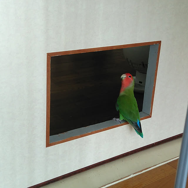 toratanさんの実例写真