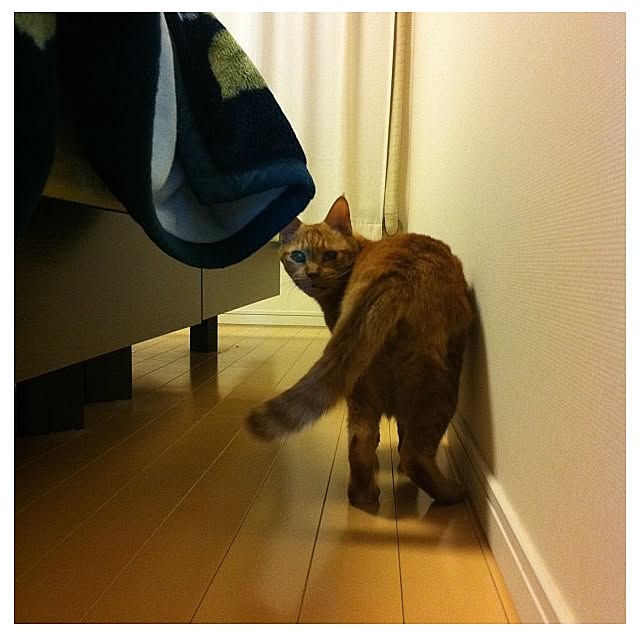cyokotaroさんの実例写真