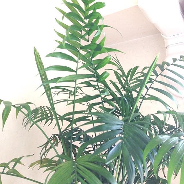 leonaさんの実例写真