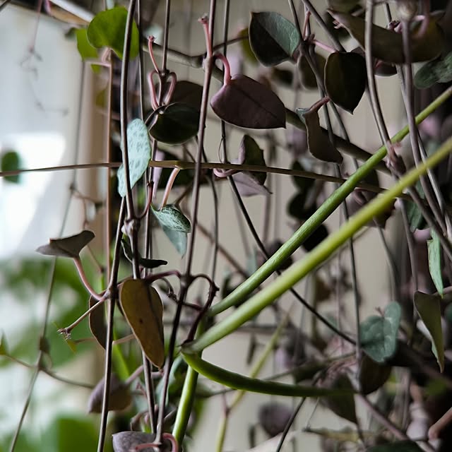 koyutan-mjmさんの部屋