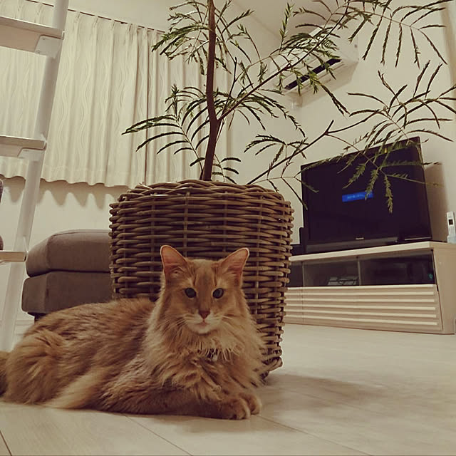 mofucatさんの実例写真