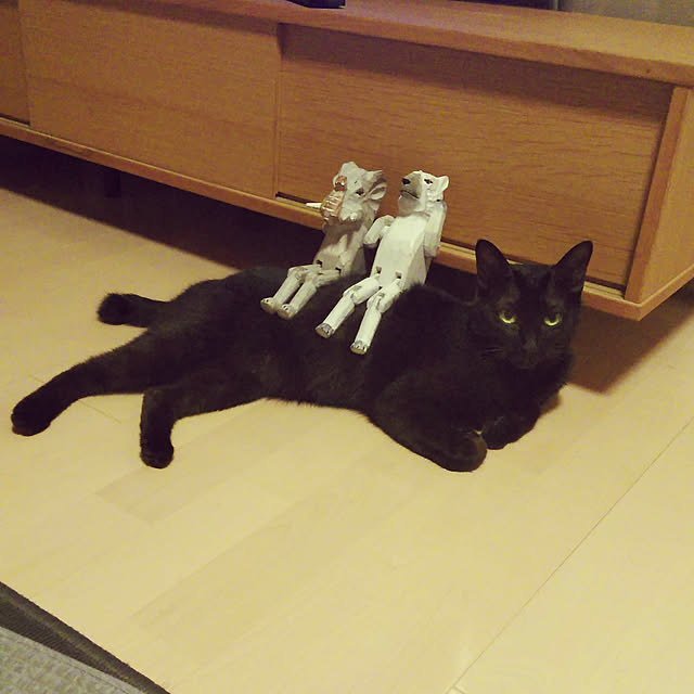 toroankoさんの実例写真