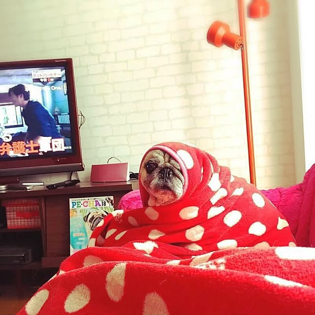 suguruさんの実例写真