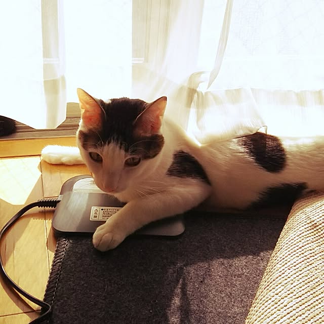 sakuraさんの実例写真